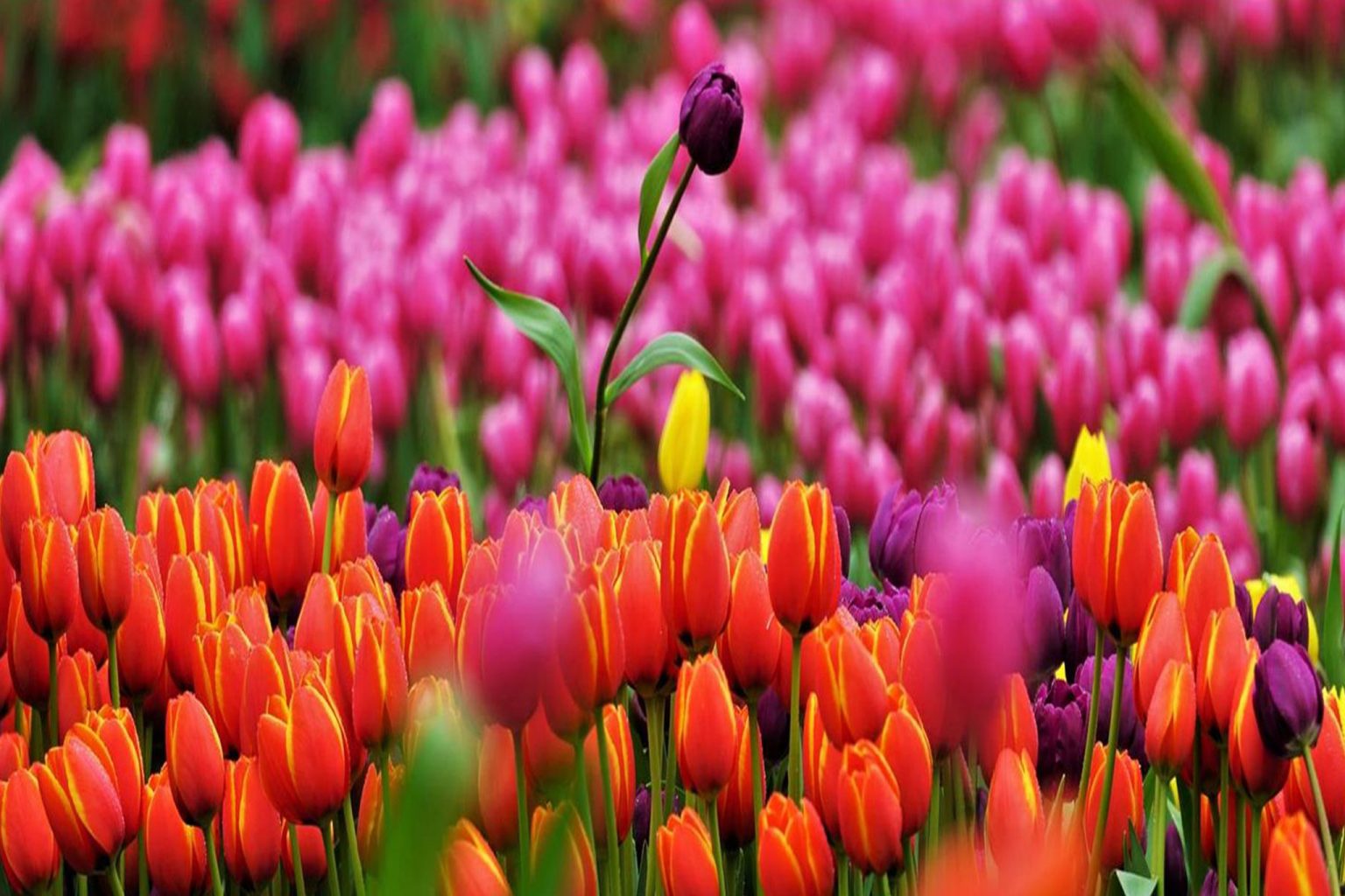  Tulpenblüte in Holland - Krohnbusreisen Illustration 